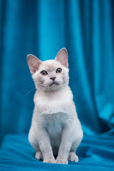 Gattino Scozzese Britannico Gatto Birmania Munchkin Animali — Foto Stock