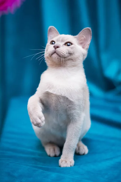 Gattino Scozzese Britannico Gatto Birmania Munchkin Animali — Foto Stock
