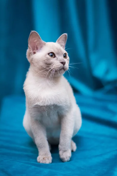 Kattunge Skotsk Brittisk Katt Burma Munchkin Djur — Stockfoto