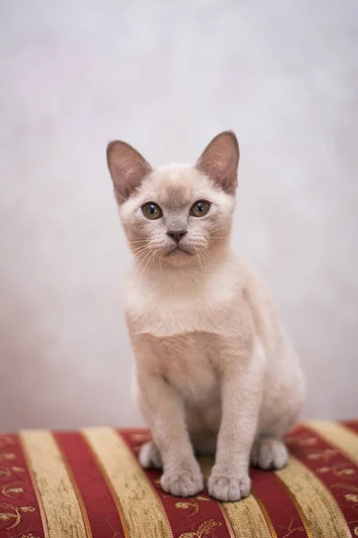 Kattunge Skotsk Brittisk Katt Burma Munchkin Djur — Stockfoto