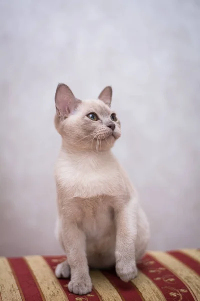 Kedi Yavrusu Skoç Ngiliz Kedisi Burma Cüce Hayvanlar — Stok fotoğraf