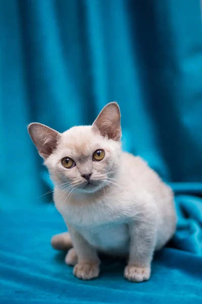 Kattunge Skotsk Brittisk Katt Burma Munchkin Djur — Stockfoto