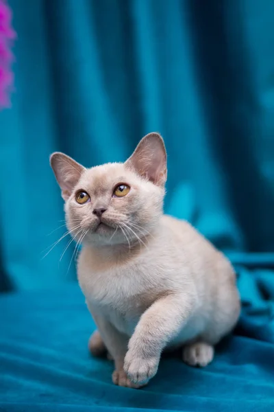 Kedi Yavrusu Skoç Ngiliz Kedisi Burma Cüce Hayvanlar — Stok fotoğraf