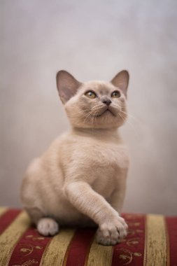 Kedi yavrusu İskoç İngiliz kedisi Burma cüce hayvanlar