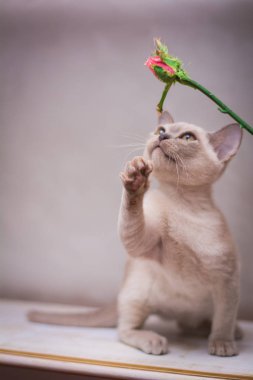 Kedi yavrusu İskoç İngiliz kedisi Burma cüce hayvanlar