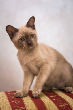 Kedi yavrusu İskoç İngiliz kedisi Burma cüce hayvanlar