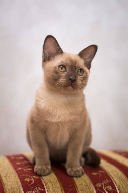 Kedi yavrusu İskoç İngiliz kedisi Burma cüce hayvanlar