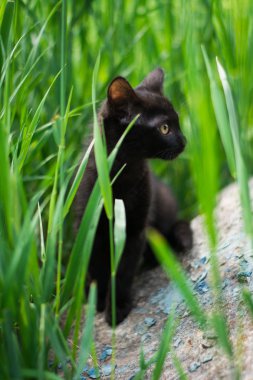 Kedi yavrusu İskoç İngiliz kedisi Burma cüce hayvanlar