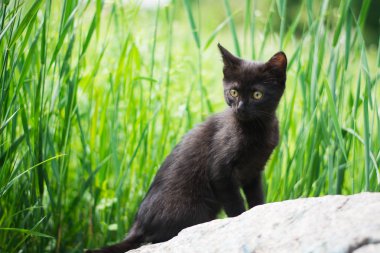 Kedi yavrusu İskoç İngiliz kedisi Burma cüce hayvanlar