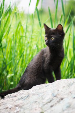 Kedi yavrusu İskoç İngiliz kedisi Burma cüce hayvanlar