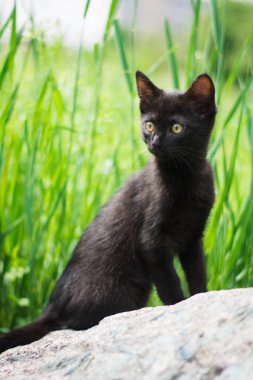 Kedi yavrusu İskoç İngiliz kedisi Burma cüce hayvanlar