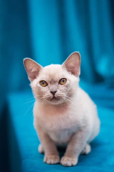 Kattunge Skotsk Brittisk Katt Burma Munchkin Djur — Stockfoto