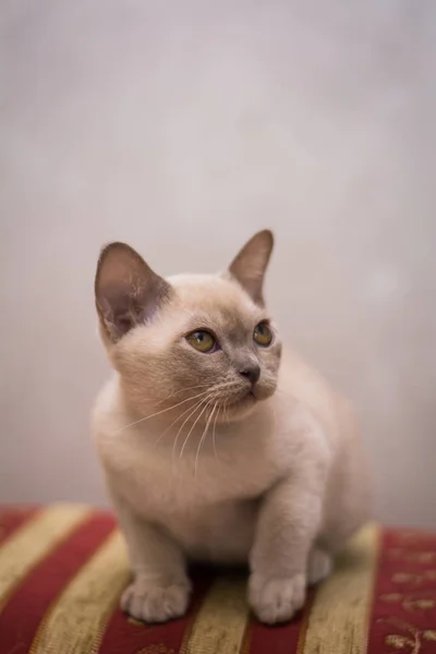 Gatinho Escocês Britânico Gato Birma Munchkin Animais — Fotografia de Stock