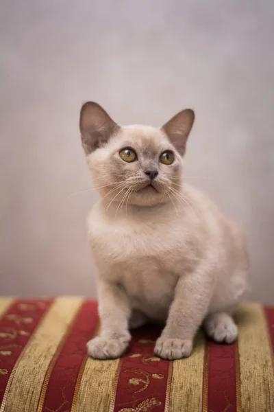 Gatinho Escocês Britânico Gato Birma Munchkin Animais — Fotografia de Stock