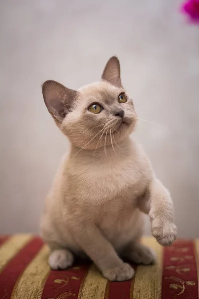 Kattunge Skotsk Brittisk Katt Burma Munchkin Djur — Stockfoto