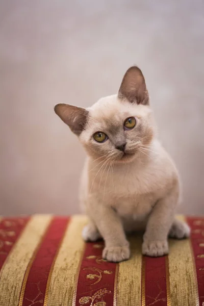 Gatinho Escocês Britânico Gato Birma Munchkin Animais — Fotografia de Stock