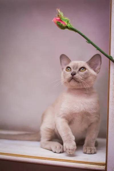 Kätzchen Schottische Britische Katze Burma Munchkin Tiere — Stockfoto