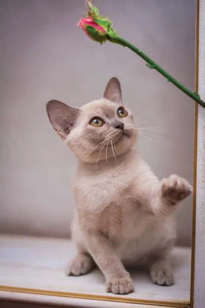 Kitten Scottish British Cat Burma Munchkin Animals — Stock Photo, Image