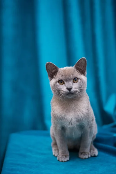 Chaton Écossais Britannique Chat Birmanie Munchkin Animaux — Photo