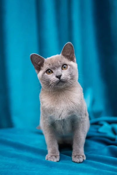 Gatinho Escocês Britânico Gato Birma Munchkin Animais — Fotografia de Stock