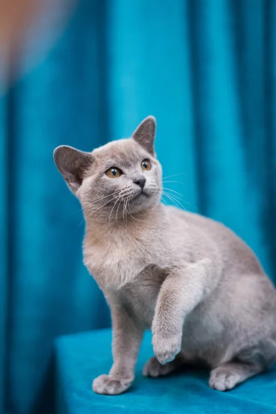 Kedi Yavrusu Skoç Ngiliz Kedisi Burma Cüce Hayvanlar — Stok fotoğraf