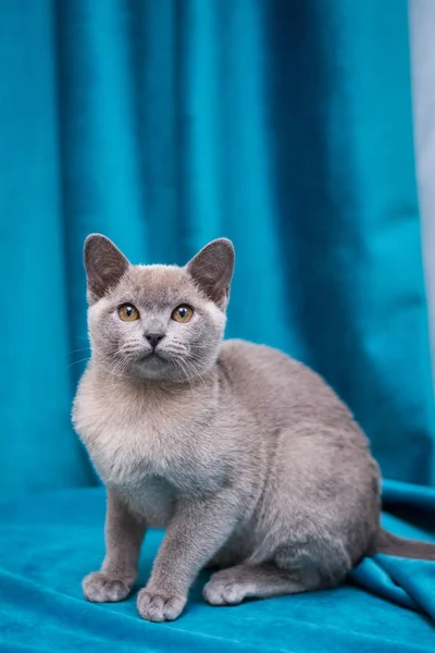 Chaton Écossais Britannique Chat Birmanie Munchkin Animaux — Photo