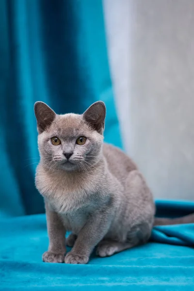 Gatinho Escocês Britânico Gato Birma Munchkin Animais — Fotografia de Stock