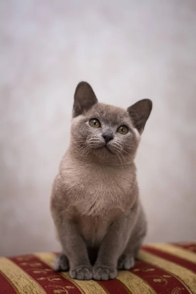 Chaton Écossais Britannique Chat Birmanie Munchkin Animaux — Photo