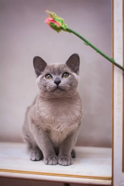 Gatinho Escocês Britânico Gato Birma Munchkin Animais — Fotografia de Stock