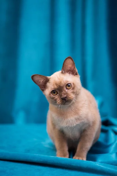 Kattunge Skotsk Brittisk Katt Burma Munchkin Djur — Stockfoto