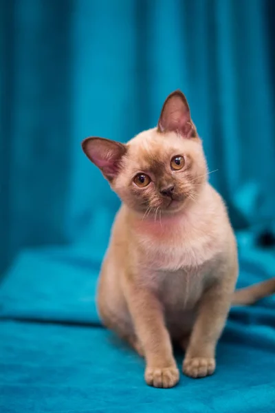 Chaton Écossais Britannique Chat Birmanie Munchkin Animaux — Photo