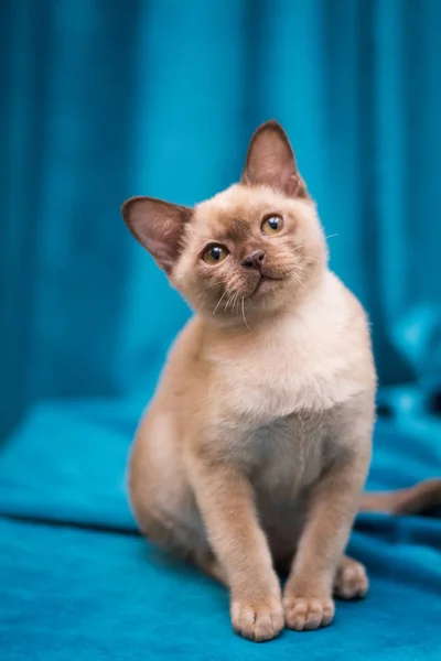 Gattino Scozzese Britannico Gatto Birmania Munchkin Animali — Foto Stock