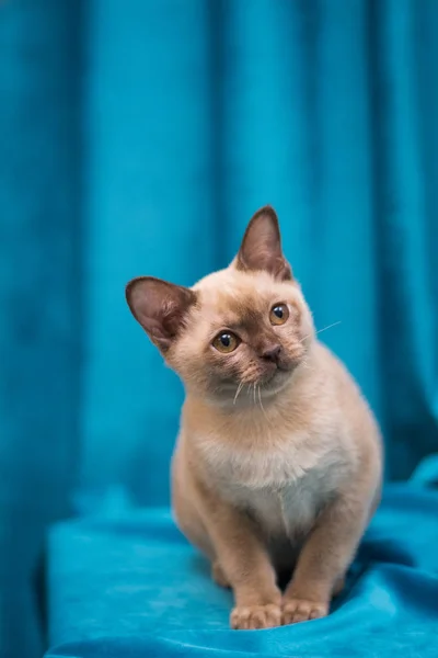 Γατάκι Σκωτσέζικο Βρετανικό Γάτο Burma Munchkin Ζώα — Φωτογραφία Αρχείου