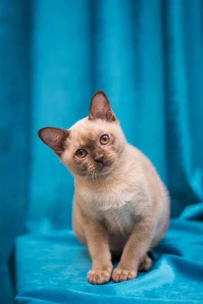 Kattunge Skotsk Brittisk Katt Burma Munchkin Djur — Stockfoto