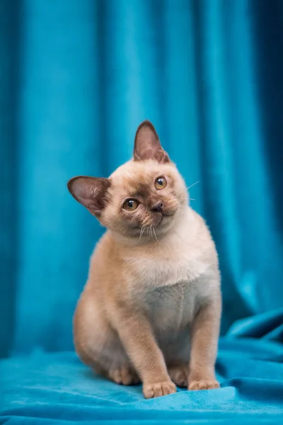 Kattunge Skotsk Brittisk Katt Burma Munchkin Djur — Stockfoto