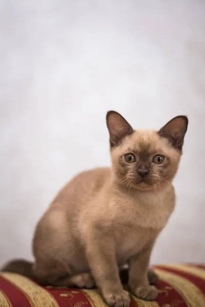 Gatito Escocés Británico Gato Birma Munchkin Animales —  Fotos de Stock