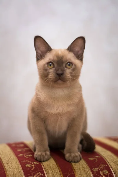 Gatinho Escocês Britânico Gato Birma Munchkin Animais — Fotografia de Stock