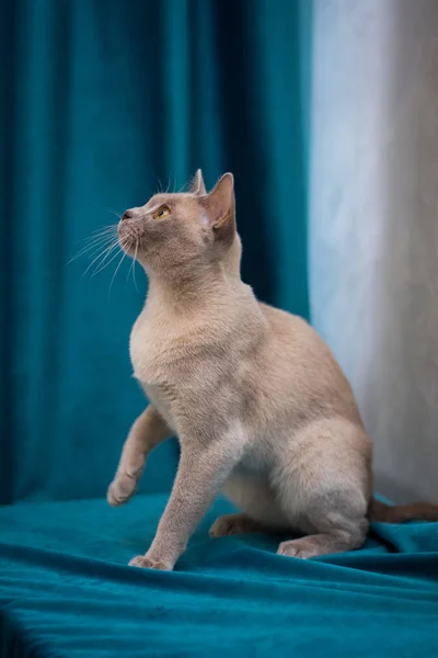 Gatinho Escocês Britânico Gato Birma Munchkin Animais — Fotografia de Stock