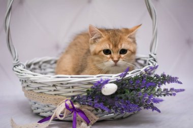 Kedi yavrusu İskoç İngiliz kedisi Burma cüce hayvanlar