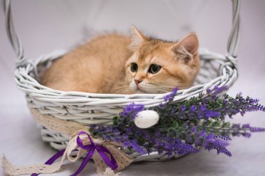 Kedi yavrusu İskoç İngiliz kedisi Burma cüce hayvanlar