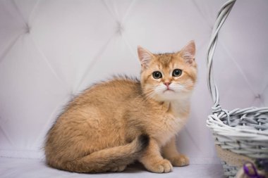 Kedi yavrusu İskoç İngiliz kedisi Burma cüce hayvanlar