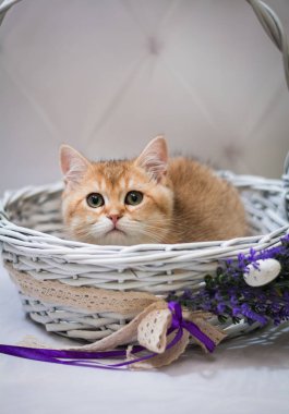 Kedi yavrusu İskoç İngiliz kedisi Burma cüce hayvanlar