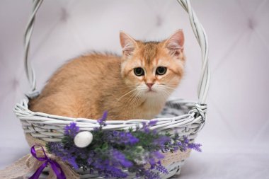 Kedi yavrusu İskoç İngiliz kedisi Burma cüce hayvanlar