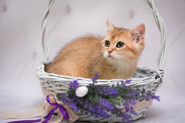 Kedi yavrusu İskoç İngiliz kedisi Burma cüce hayvanlar