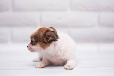 Chihuahua köpek spitz köpek pet yorkshire terrier