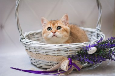 Kedi yavrusu İskoç İngiliz kedisi Burma cüce hayvanlar