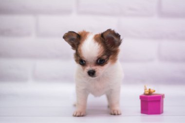 Chihuahua köpek spitz köpek pet yorkshire terrier