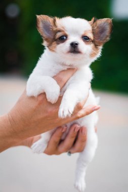 Chihuahua köpek spitz köpek pet yorkshire terrier