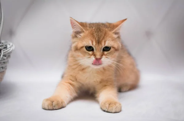 Kitten Scottish British Cat Burma Munchkin Animals — Stock Photo, Image