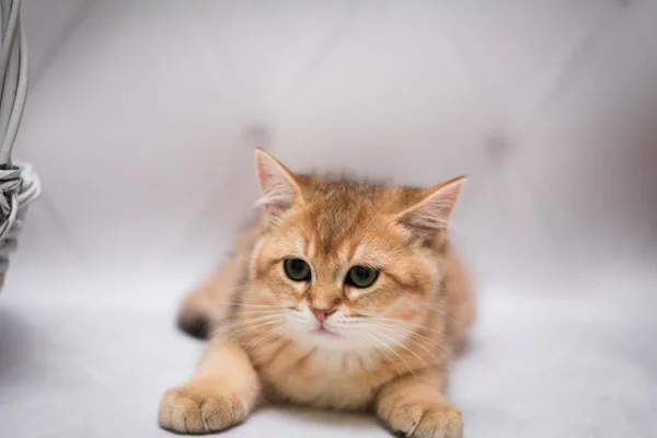 Kätzchen Schottische Britische Katze Burma Munchkin Tiere — Stockfoto